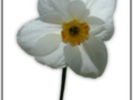 White daffodil without background