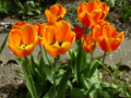 Multiple orange tulips