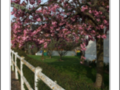 Closure beside a blossoms pink prunus