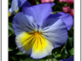 Blue pansy with a yellow heart