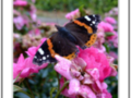 Black and orange butterfly on pink rose