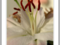 White lily with salmon blur