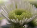 White flower with fluo green petals