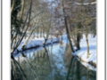 Trees Reflections in snowy river