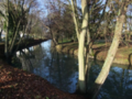 Sunny light in a river with ducks