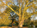 Platanus tree in spring