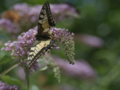 Yellow butterfly on mauve flower 2