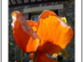 Orange poppy in the sun