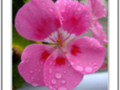 Water drops on a pink geranium