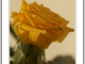 Sunset on yellow rose