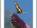 Yellow butterfly on mauve flower under a blue sky