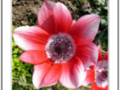 Red anemone 2