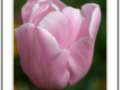 Pink petals of tulip
