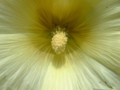 Yellow heart of a yellow hollyhock