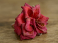 Dried red rose on a blood table