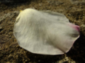 White rose petal on a bitumen