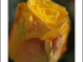 Yellow petals of Rose