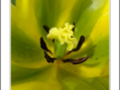 Heart of green and yellow tulip