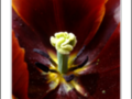 Heart of garnet tulip
