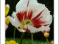 White tulip with red stripe in the rain