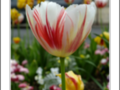 White tulip with red stripe