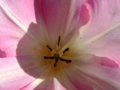Sunny heart of pink tulip