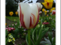 White tulip with red stripe in the rain 2