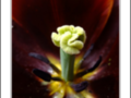 Heart of garnet tulip 2