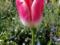 Pink tulip with white border