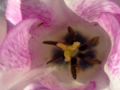 Inside pastel purple tulip