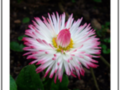 White and pink Daisy (Paquerette)
