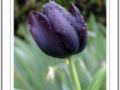 Purple tulip under the rain