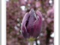 purple tulips in the rain under the watchful eye of a prunus