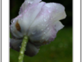 water drop tulip pastel violette in the rain
