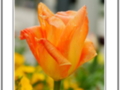 Orange Tulip - part 2