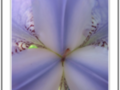 pastel blue iris hybrid