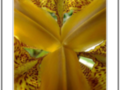 yellow iris heart