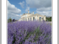 Photography : Station on lavender