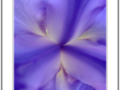 total blue iris