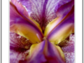 mauve and yeloow iris heart