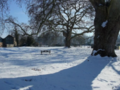 Platanus tree in winter