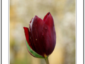 Purple tulip with cobweb
