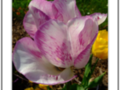 pastel purple tulip #2