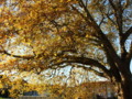 Platanus tree in autumn