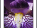 Purple iris heart