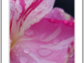Water drops on pink tiger rose