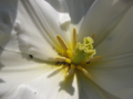 White tulip petals