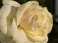 White rose on Sunset 2