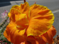 Orange flower Petals