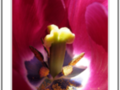 Purple tulip with blue heart